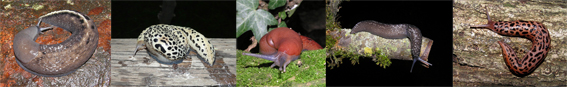 Limax aldrovandi Moquin-Tandon 1855 da Bologna - juv.